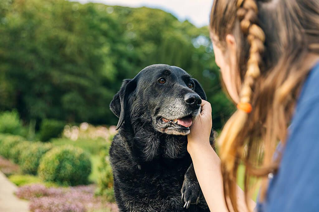 How To Manage An Overprotective Dog