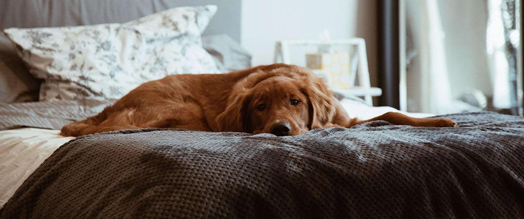 What Are Dogs Scared Of? The Most Common Dog Phobias