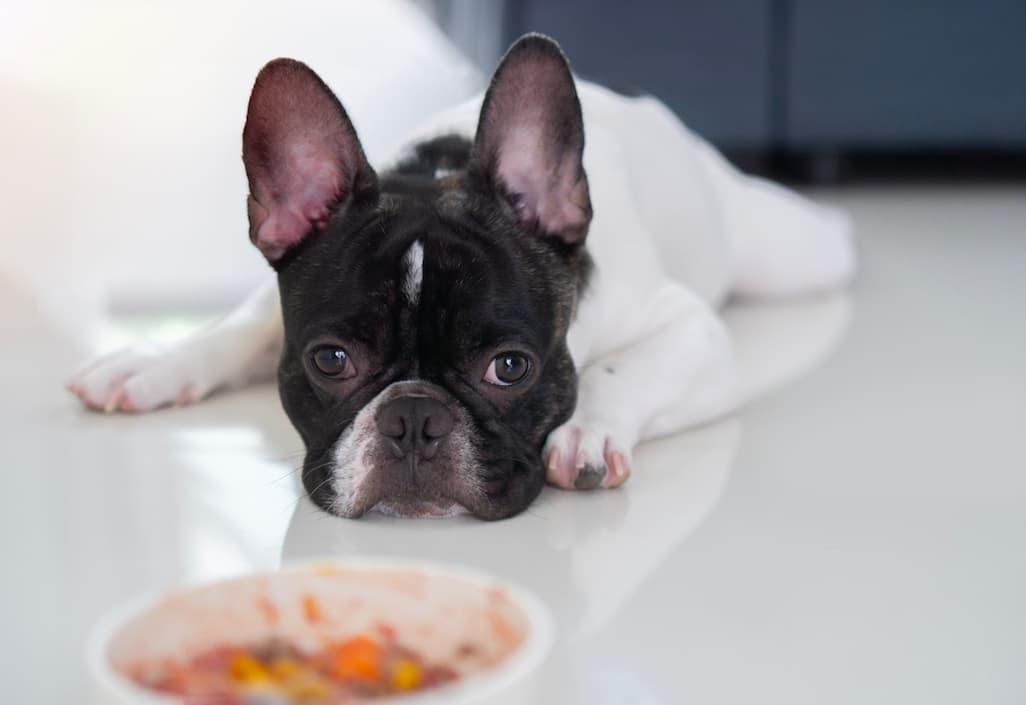 5 Common Foods That Can Be Fatal For Your Dog