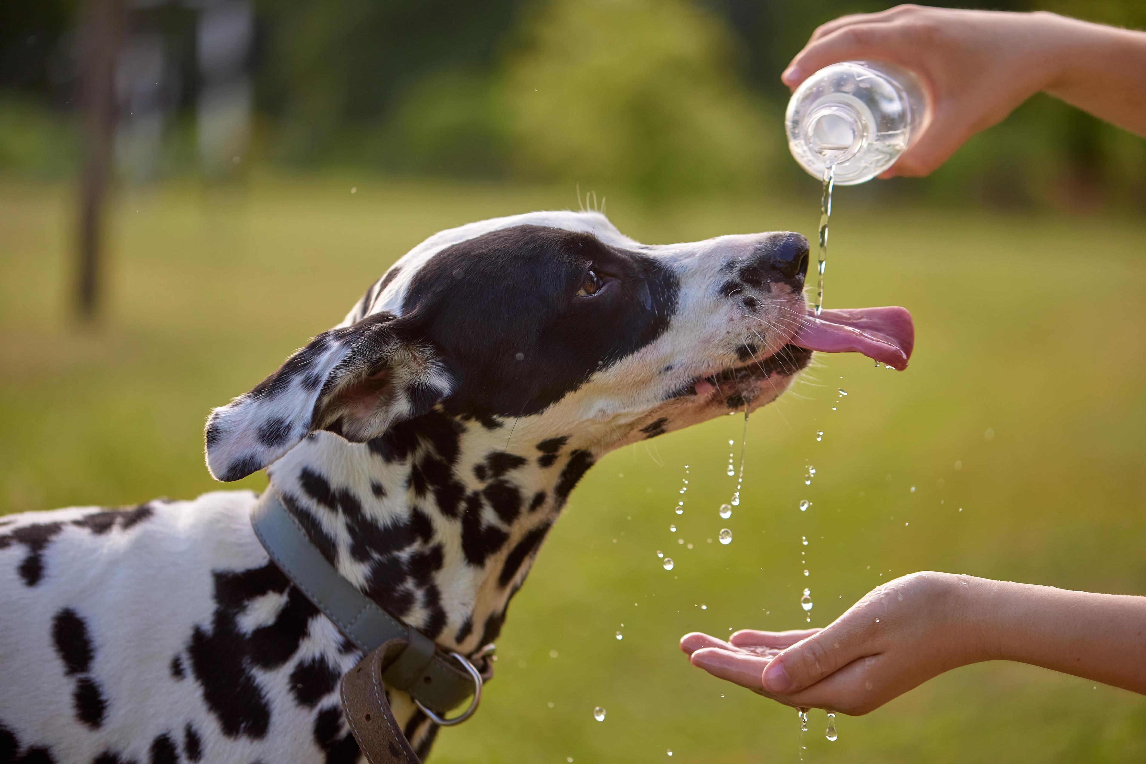 Why Is My Dog Not Drinking Water? 7 Ways To Encourage Healthy Hydration