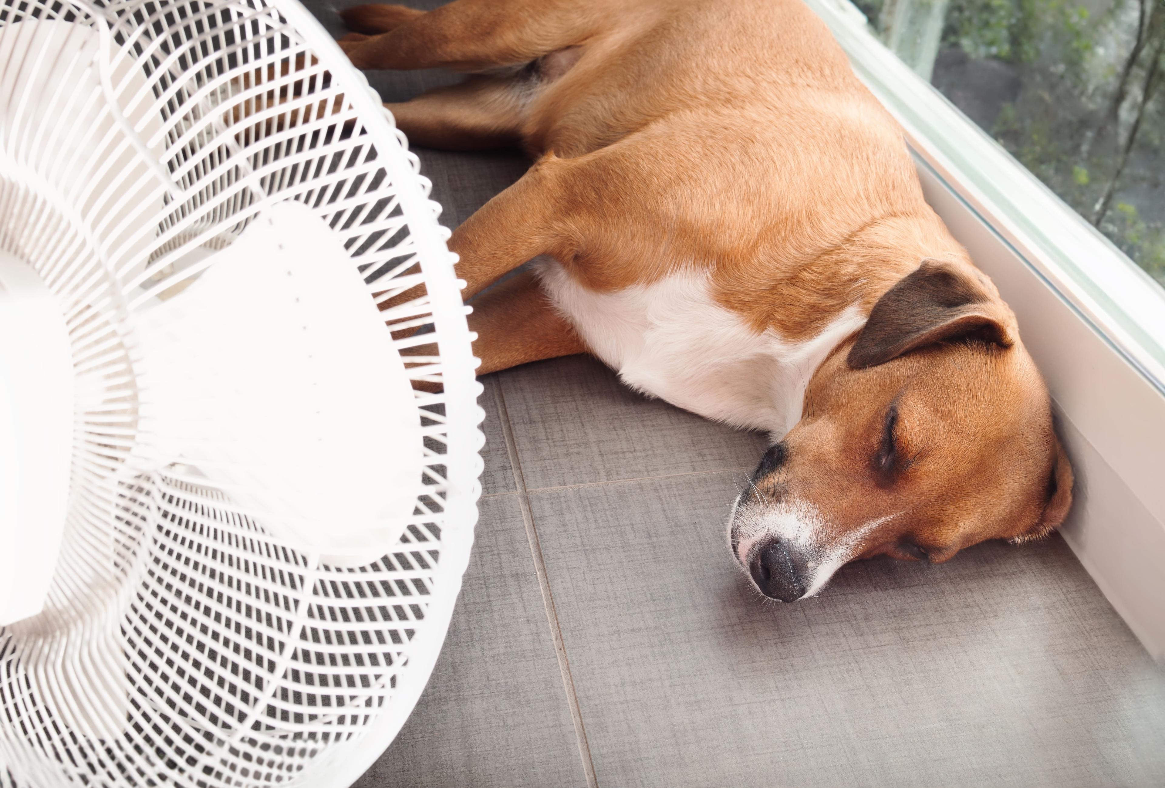 Dog Heat Rash: 6 Signs & How to Help