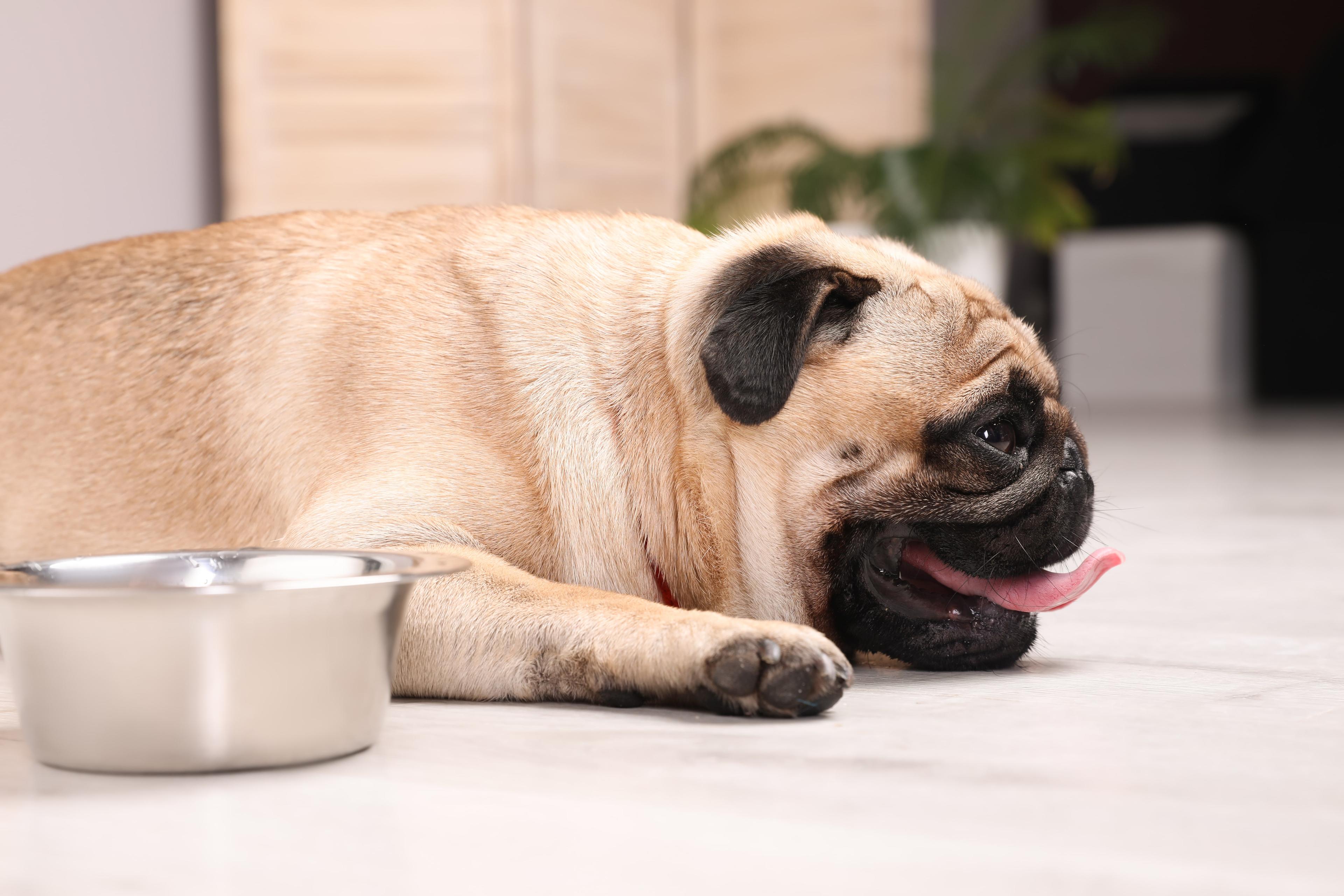 Save Your Dog From Heatstroke With These 9 Handy Tips!