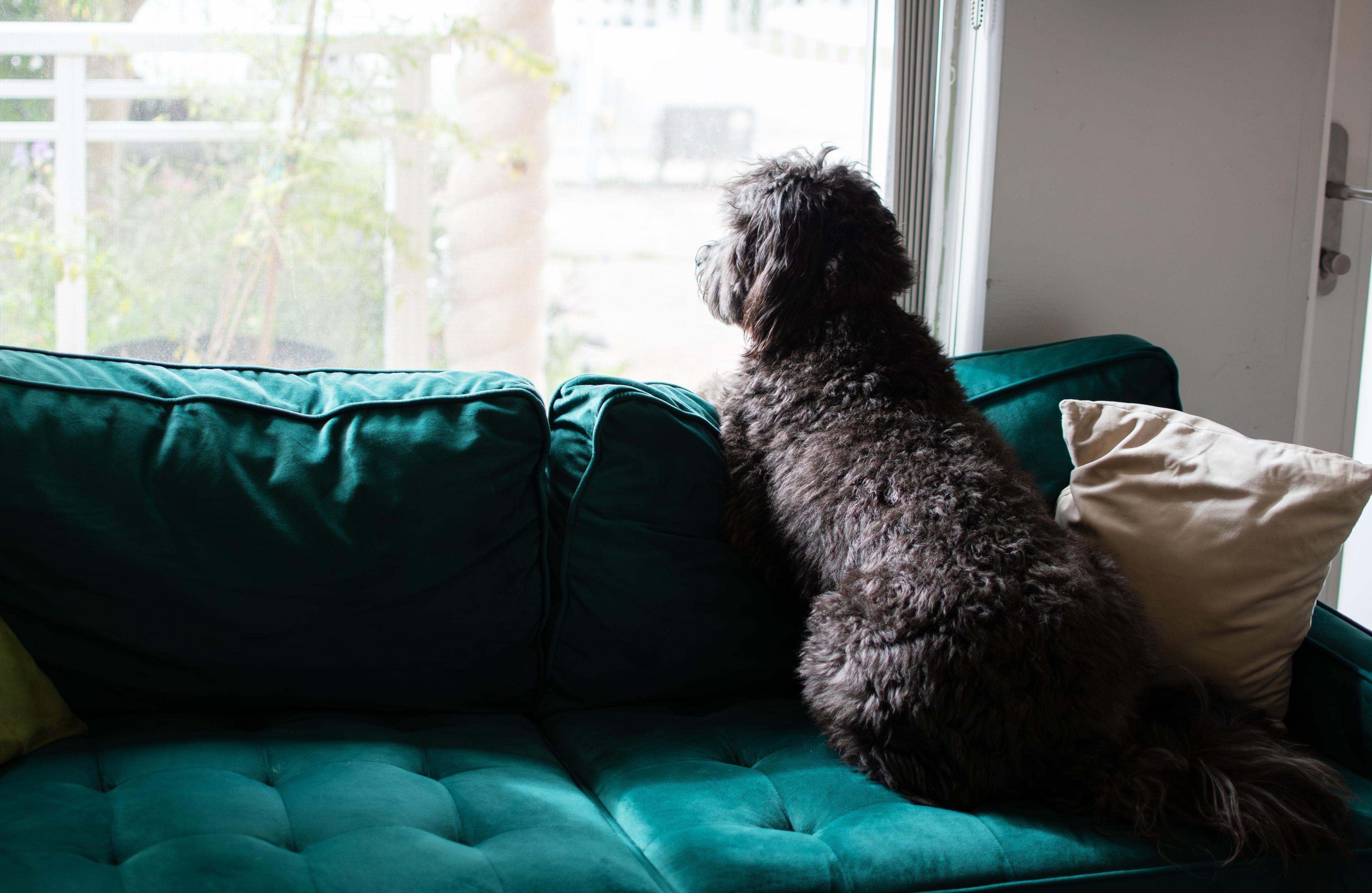 How To Deal With Separation Anxiety In Dogs
