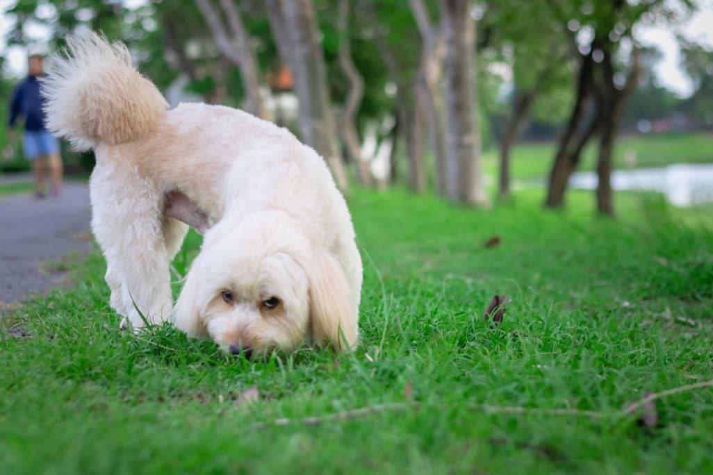 Why Do Dogs Eat Poop?