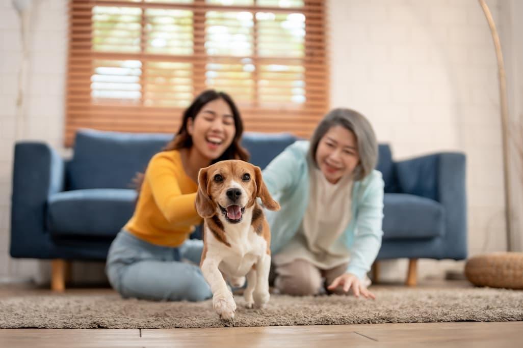 Why Do Dogs Get ‘The Zoomies’? 