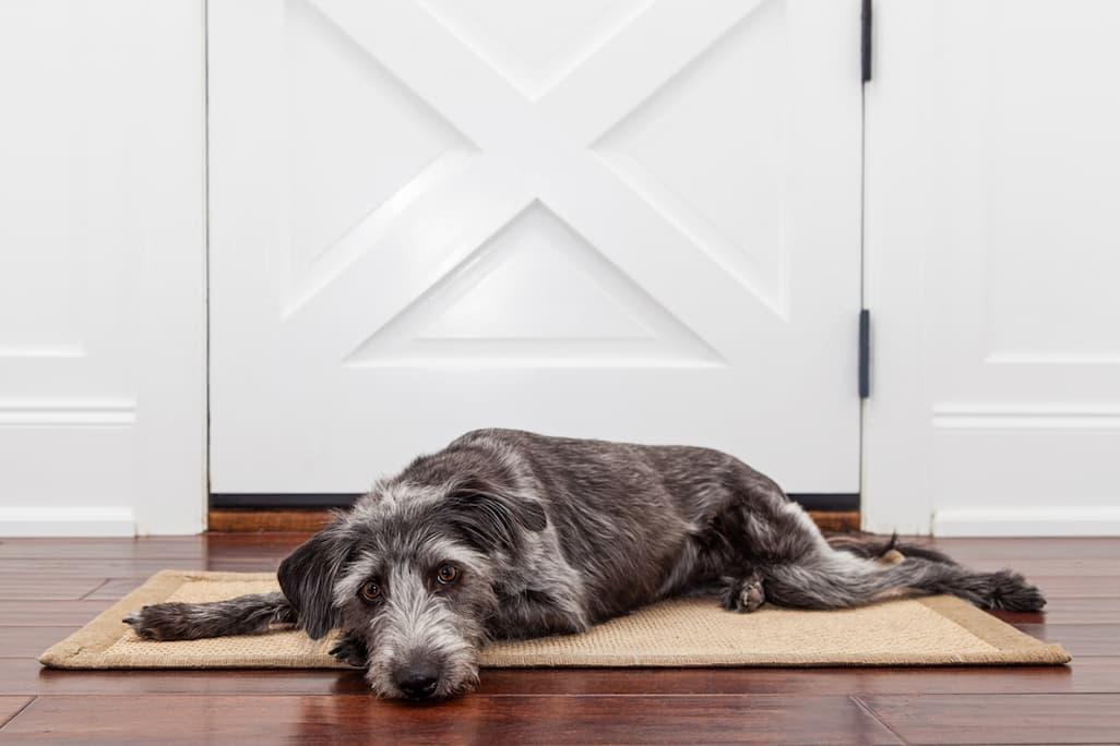 Dog Won’t Walk? Here’s 5 Reasons Why 