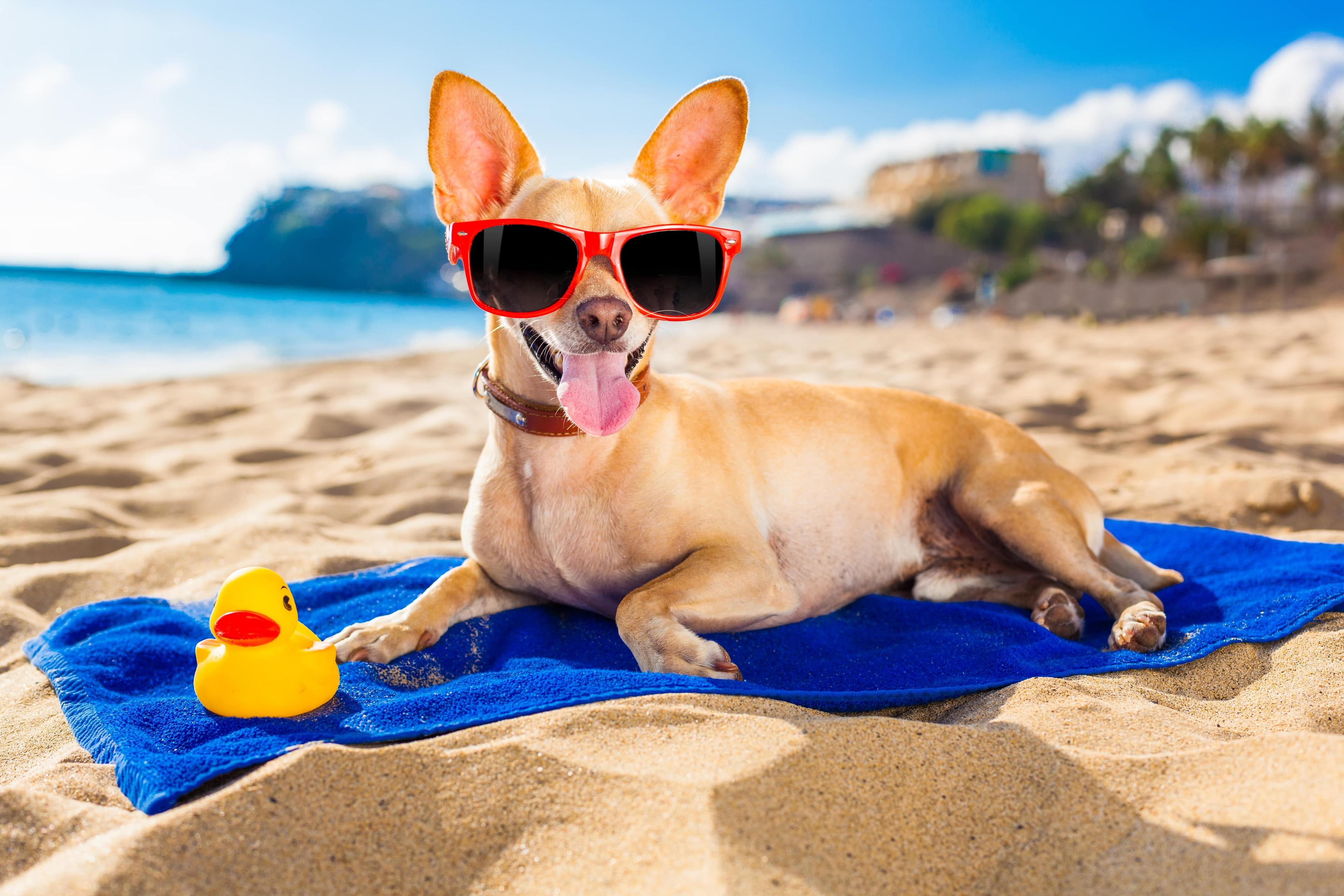 Dogs at the Beach: How to Keep Your Pup Comfortable, Cool, and Happy by the Shore