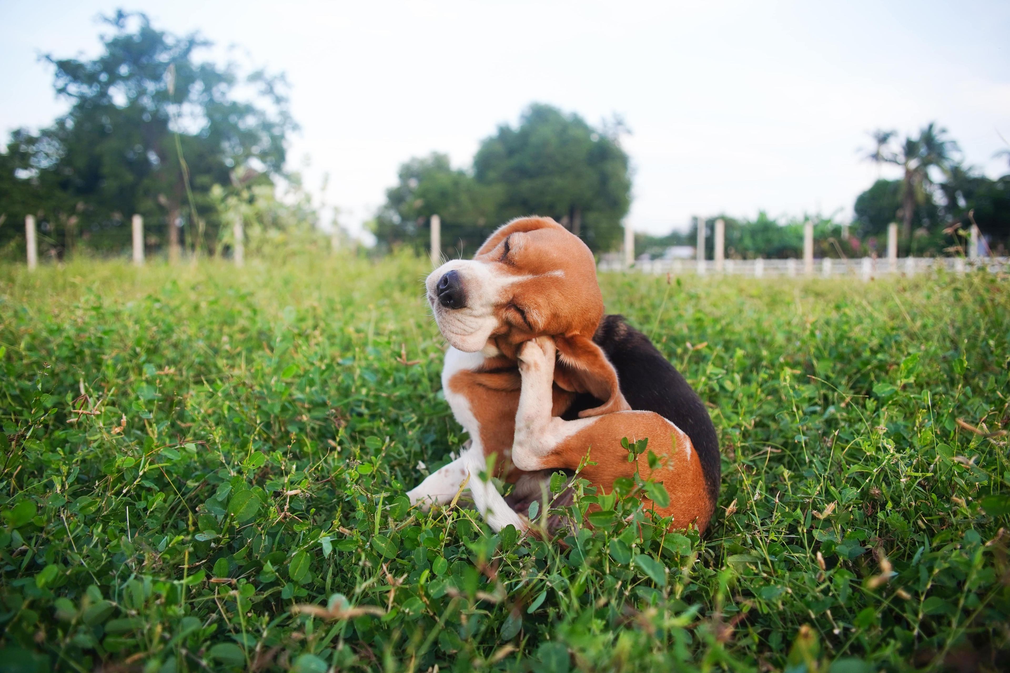 Common Dog Health Concerns: What Pet Parents Should Know