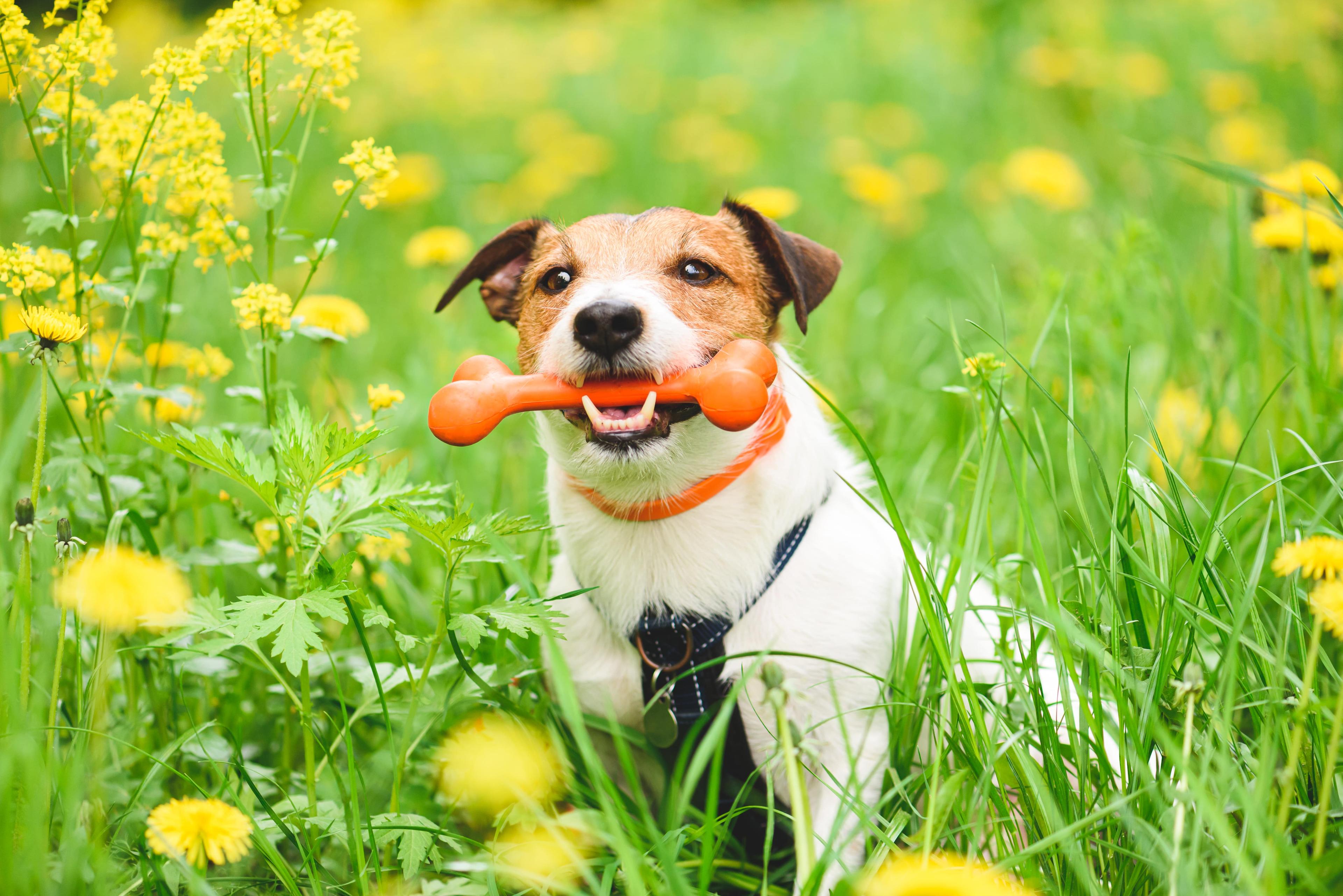Understanding Summer Sensitivities in Dogs: Why Your Pup Might Be Itchy in Warmer Weather